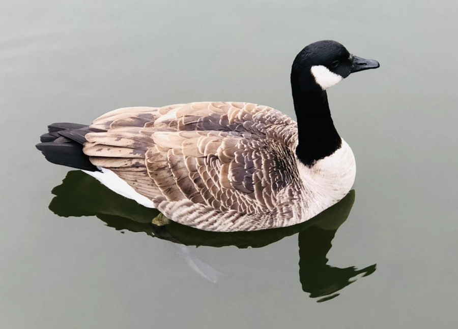 IMG_3350.jpg?type=w966