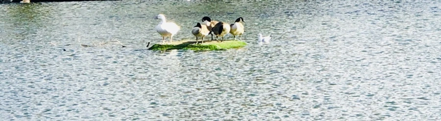 IMG_9238.jpg?type=w966