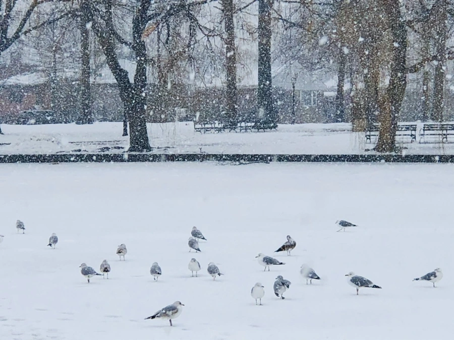 IMG_4063.jpg?type=w966