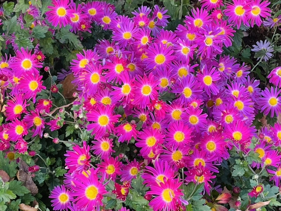 IMG_5893.jpg?type=w966