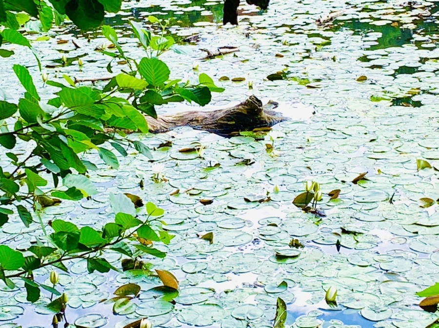 IMG_0802.jpg?type=w966