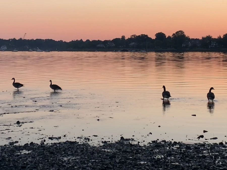 IMG_0087.jpg?type=w966