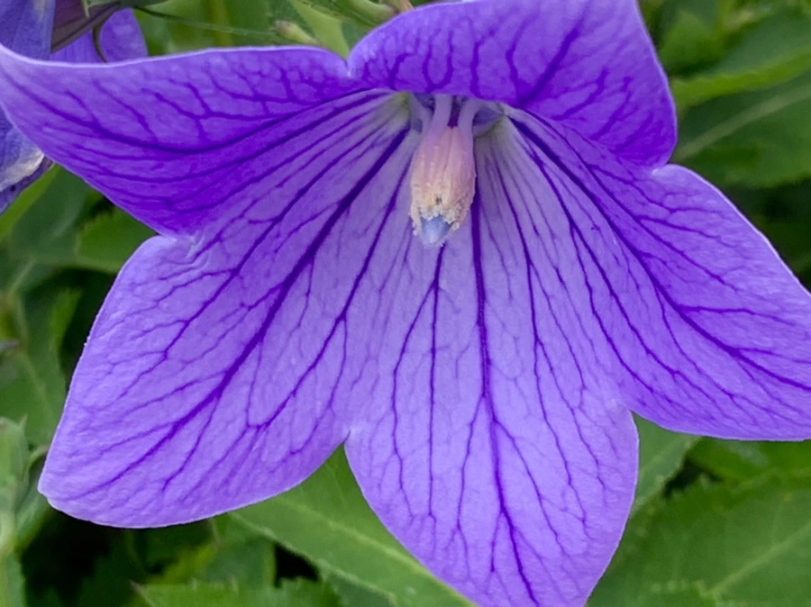 IMG_9057.jpg?type=w966