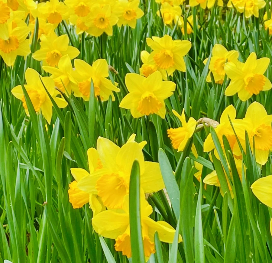 IMG_7451.jpg?type=w966