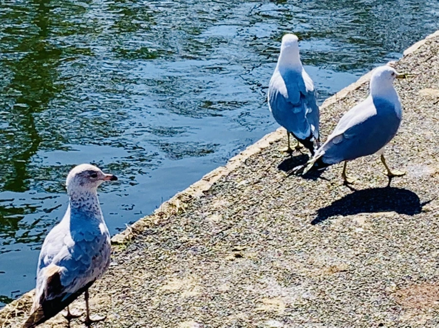 IMG_9584.jpg?type=w966