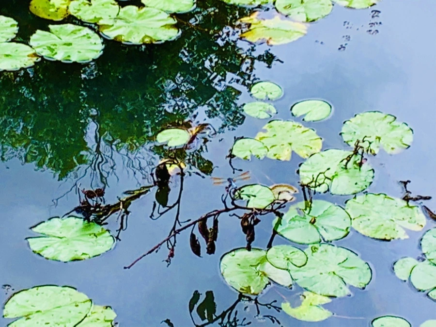 IMG_9278.jpg?type=w966