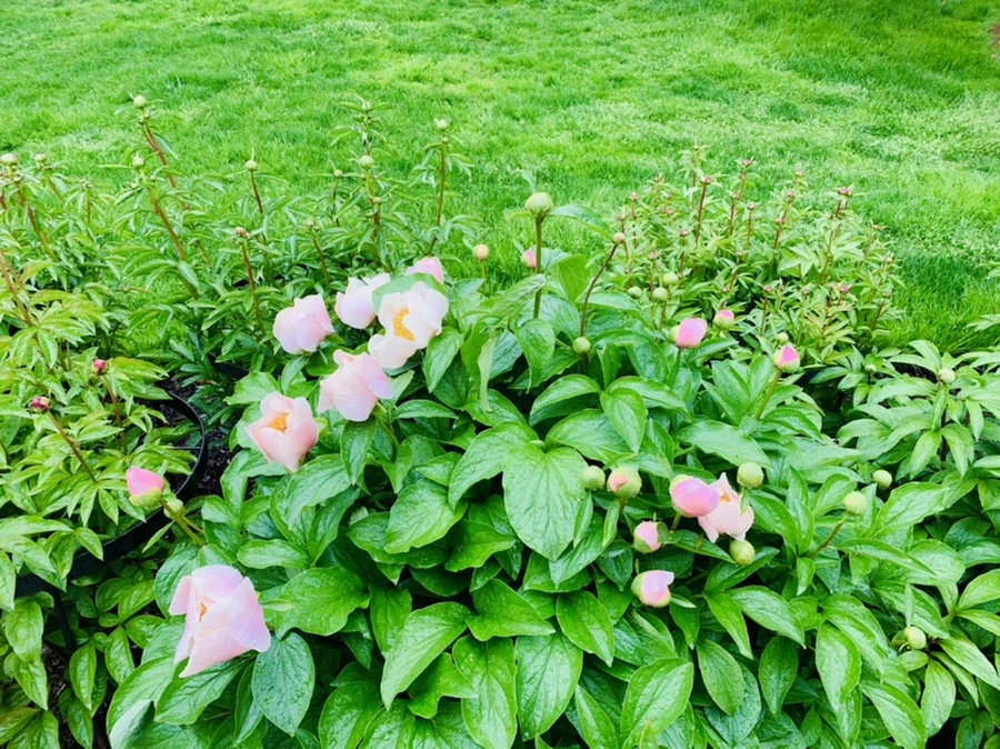 IMG_0350.jpg?type=w966