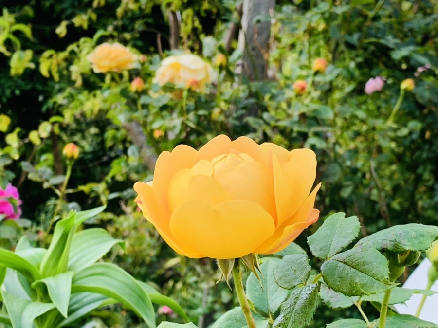 IMG_4103.jpg?type=w966