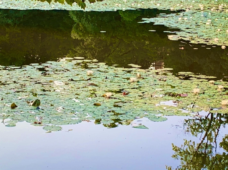 IMG_1057.jpg?type=w966