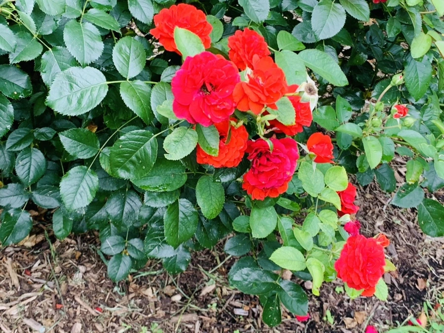 IMG_8725.jpg?type=w966