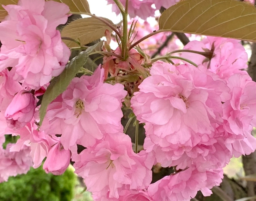 IMG_5488.jpg?type=w966