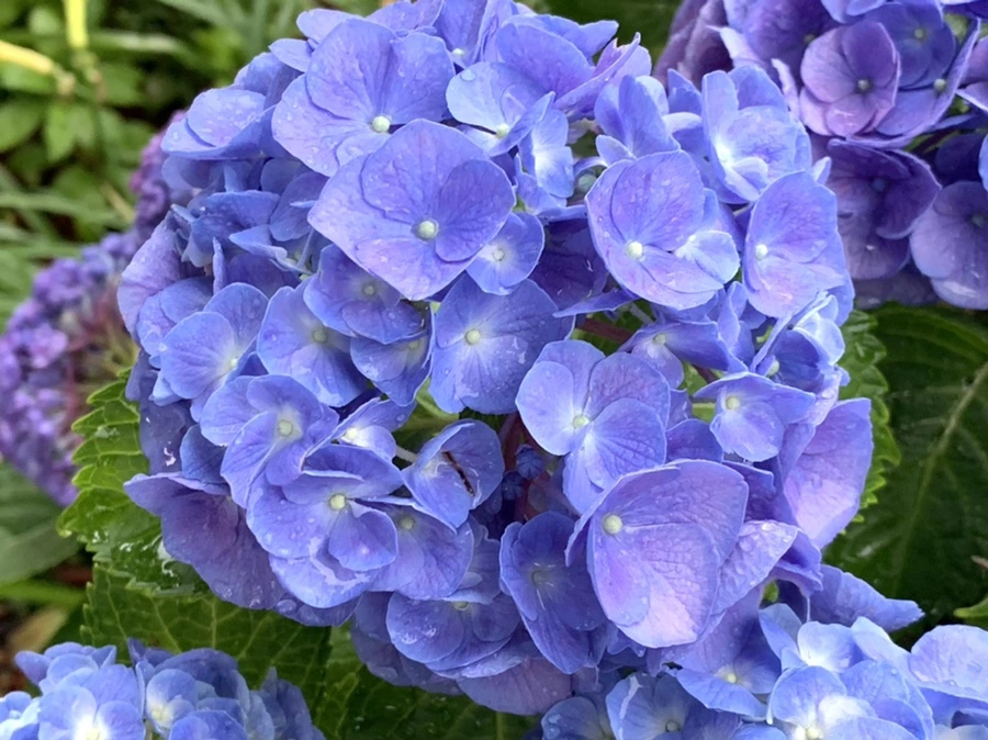 IMG_6197.jpg?type=w966