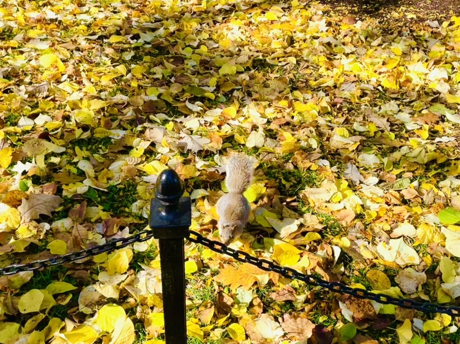 IMG_2597.jpg?type=w966