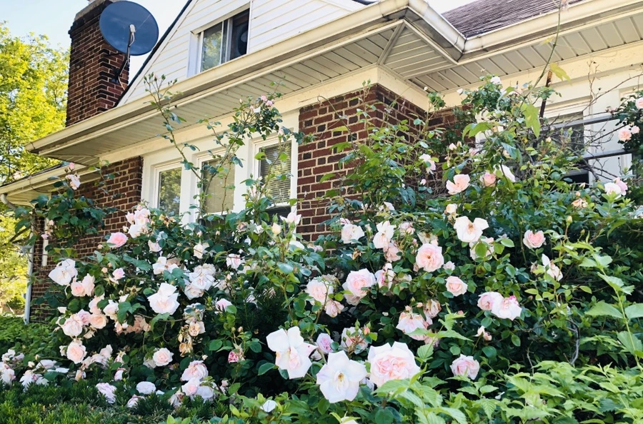 IMG_8645.jpg?type=w966