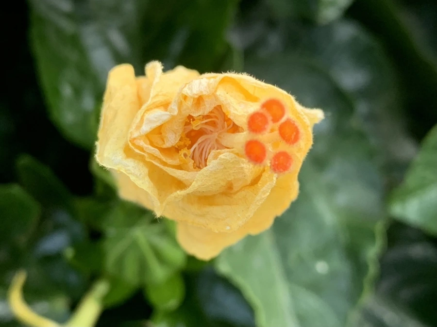 IMG_8212.jpg?type=w966