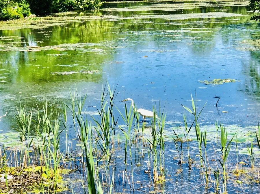 IMG_9697.jpg?type=w966