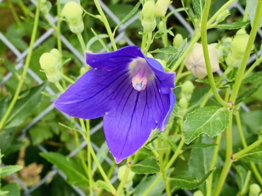 IMG_0289.jpg?type=w966