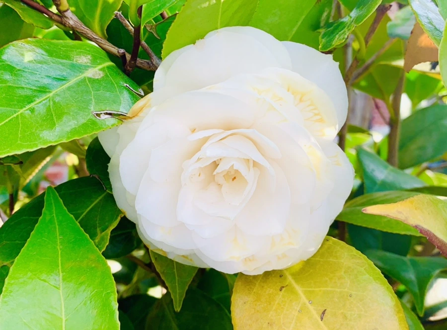 IMG_3833.jpg?type=w966