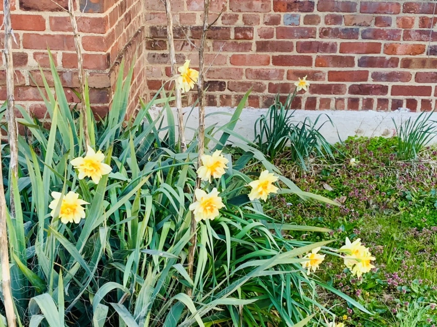 IMG_7445.jpg?type=w966