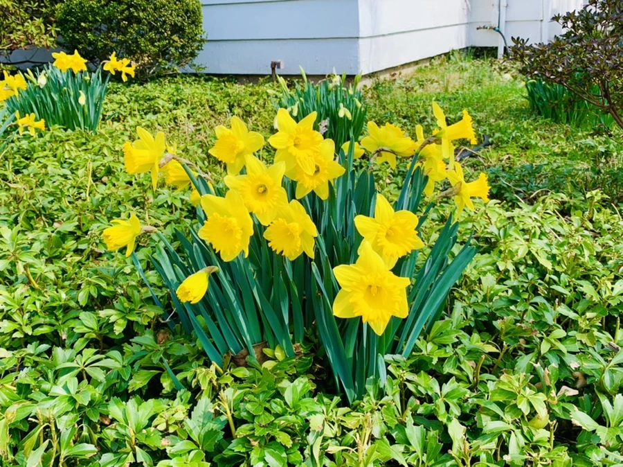 IMG_4263.jpg?type=w966