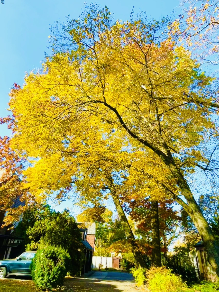 IMG_2212.jpg?type=w966