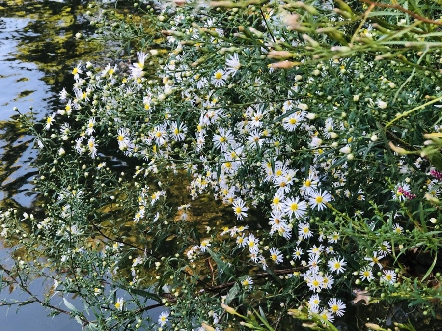 2e4lTdZ7YkNqvdfx4x3cmvZAopc