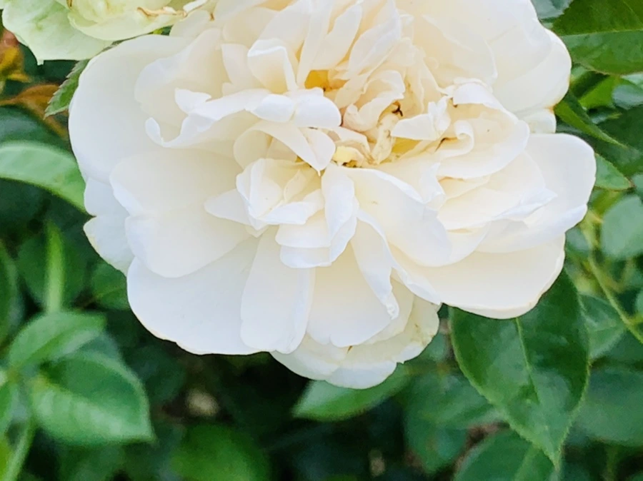 IMG_4994.jpg?type=w966