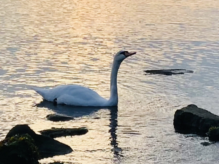 IMG_1391.jpg?type=w966