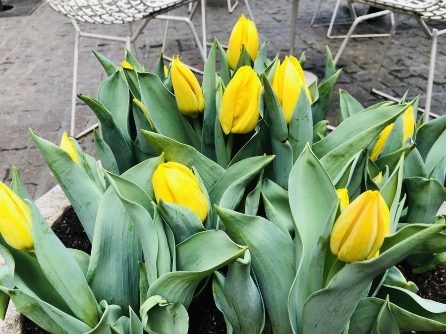 IMG_1018.jpg?type=w966