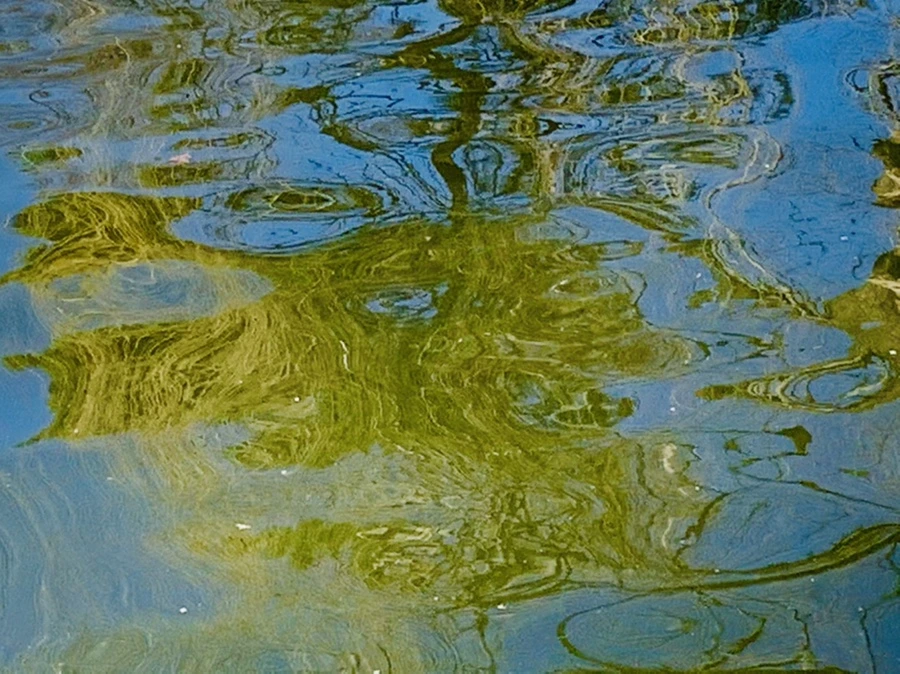 IMG_0592.jpg?type=w966