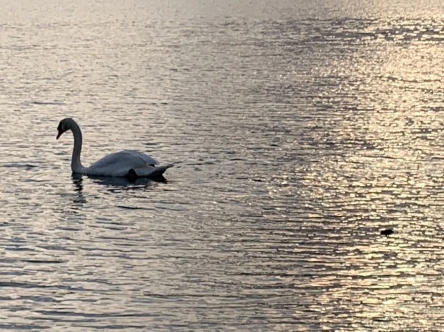 IMG_9904.jpg?type=w966