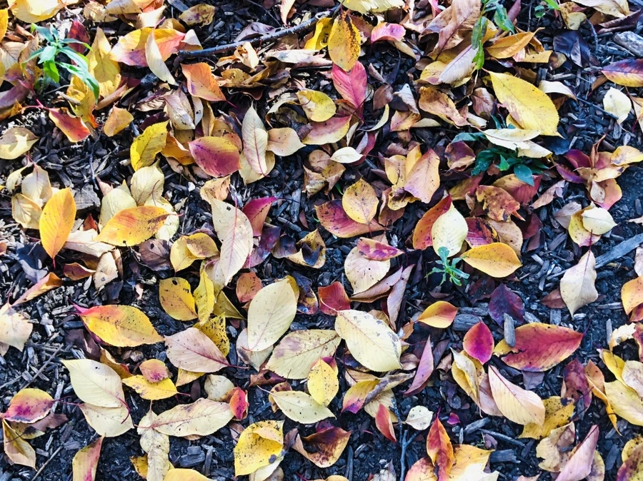 IMG_3936.jpg?type=w966