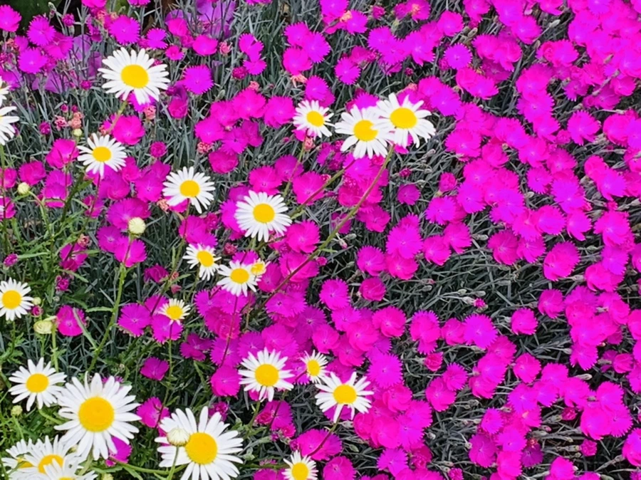 IMG_4906.jpg?type=w966