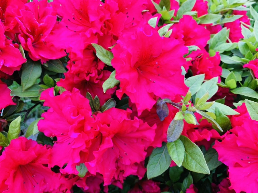 IMG_0928.jpg?type=w966