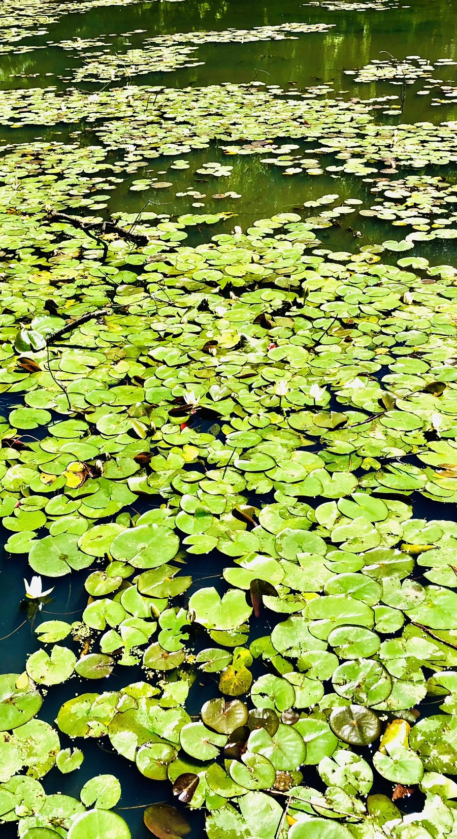 IMG_9705.jpg?type=w966