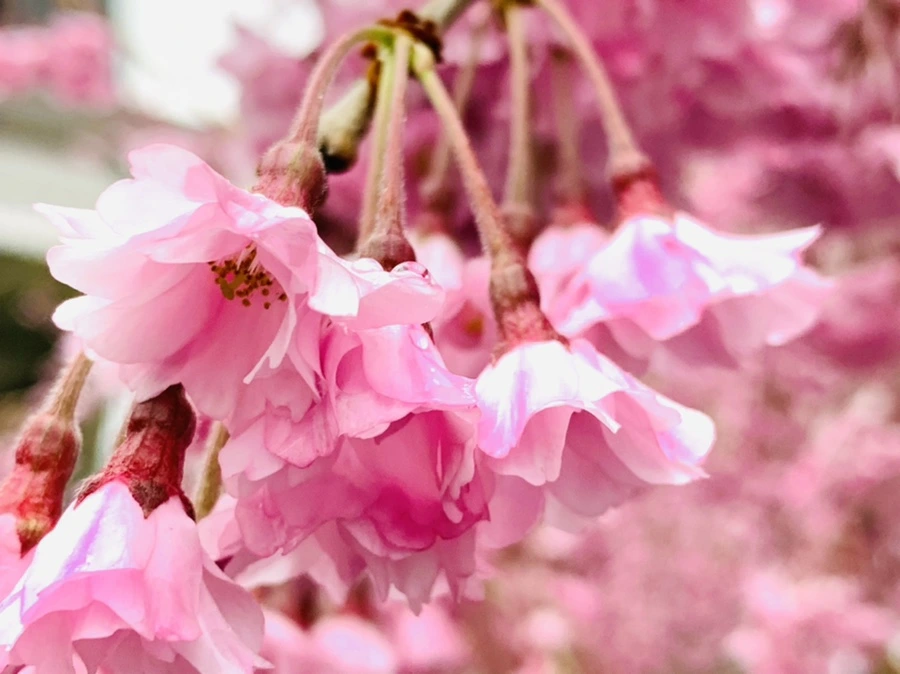 IMG_0817.jpg?type=w966