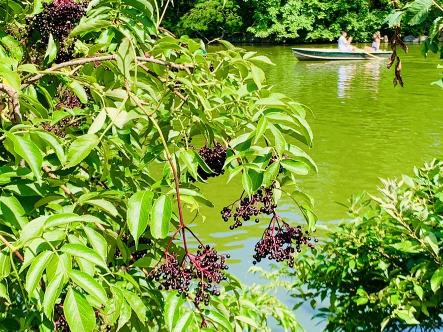 IMG_4488.jpg?type=w966