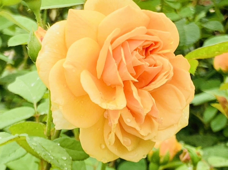 IMG_0955.jpg?type=w966