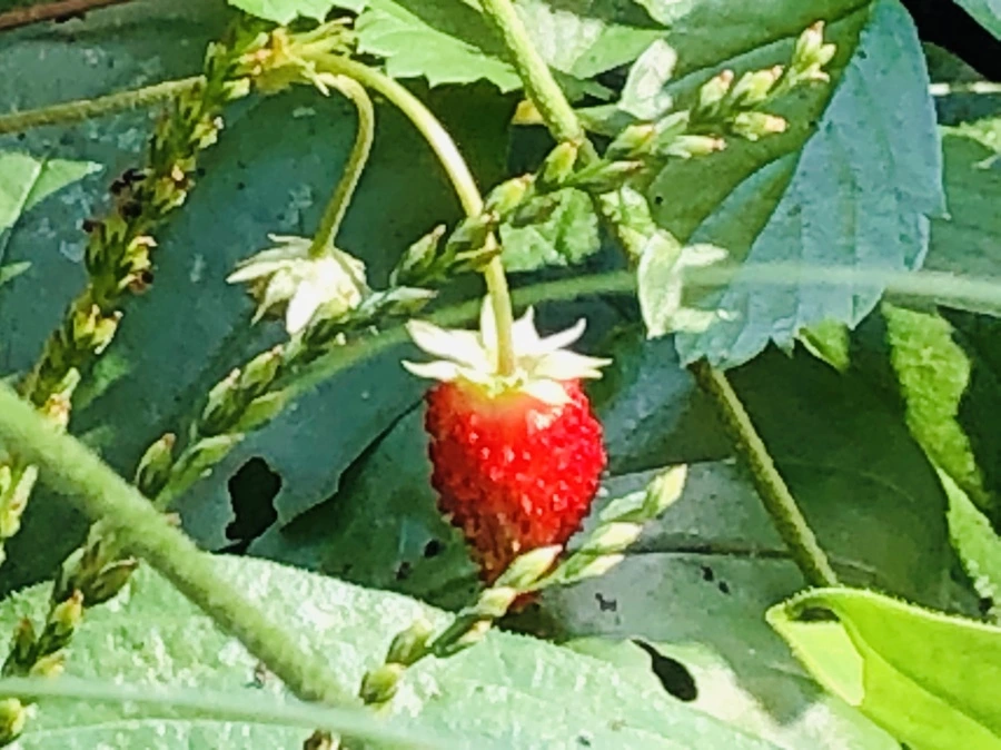 IMG_1468.jpg?type=w966