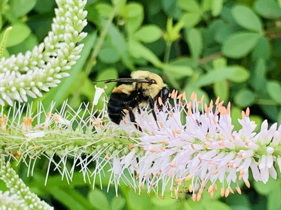 IMG_0421.jpg?type=w966