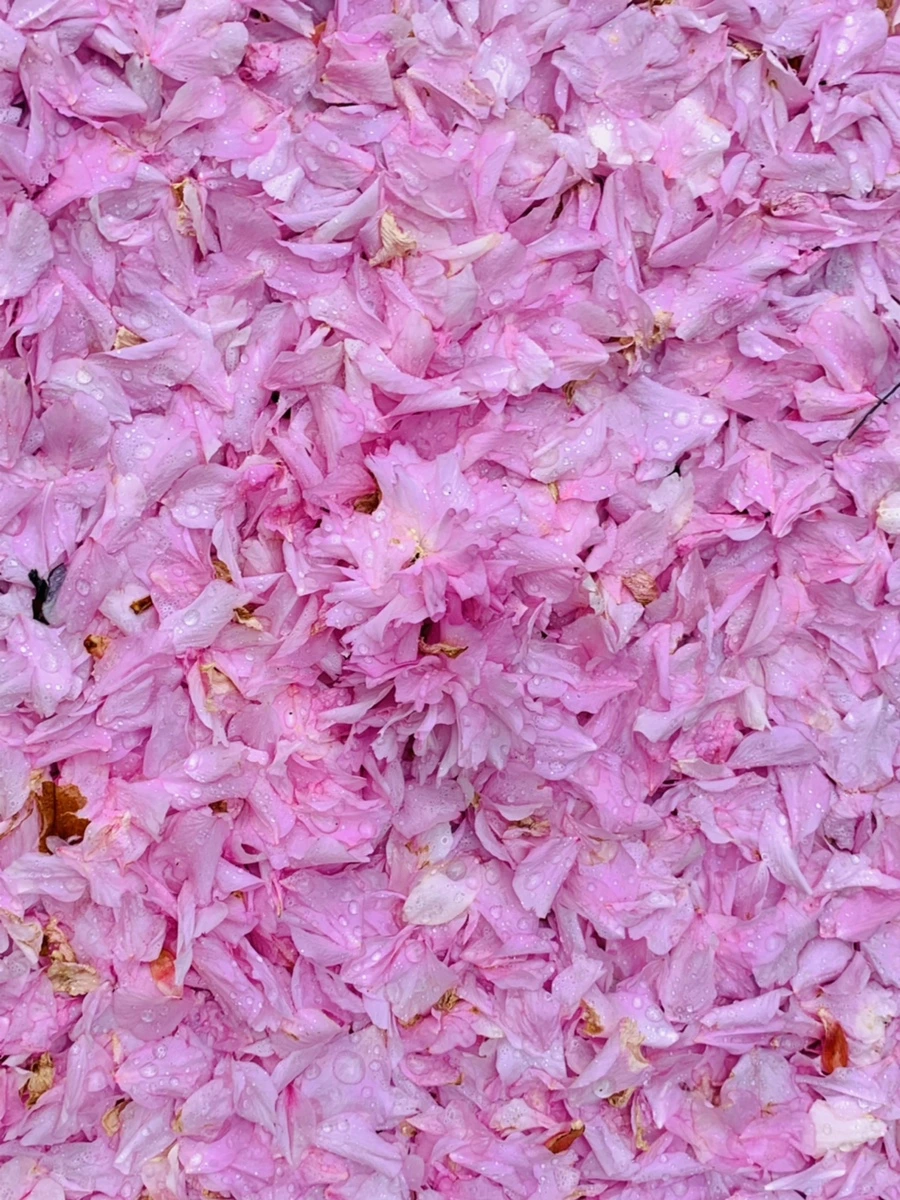 IMG_7263.jpg?type=w966