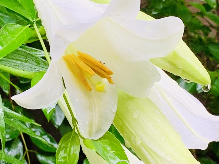 IMG_0108.jpg?type=w966