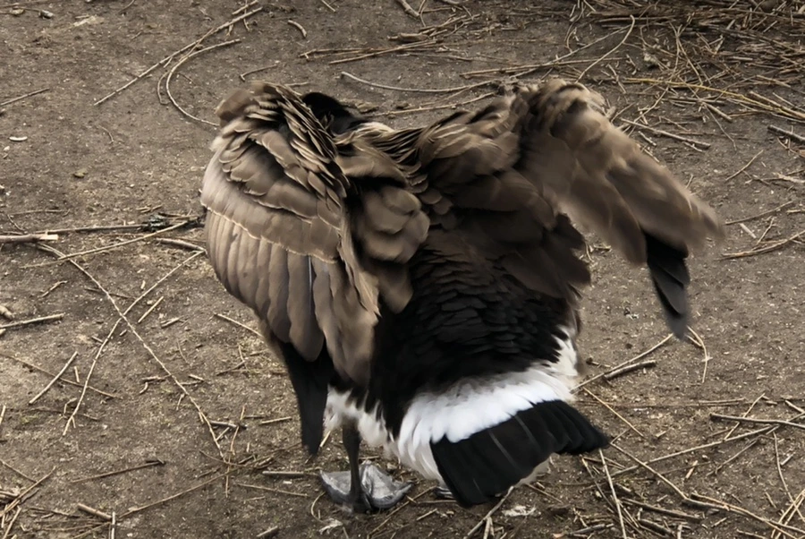 IMG_5064.jpg?type=w966