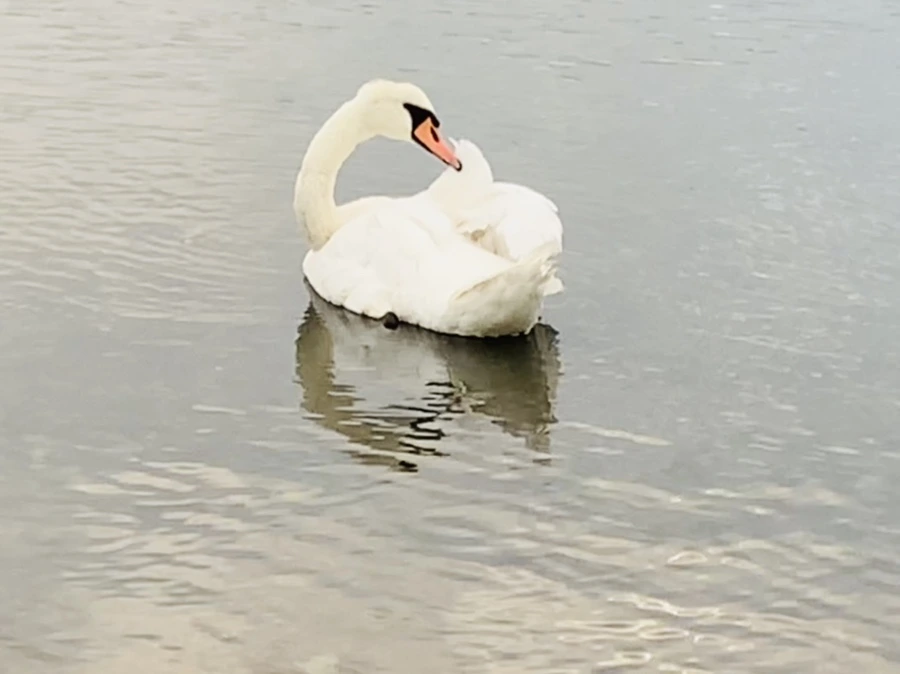 IMG_0348.jpg?type=w966