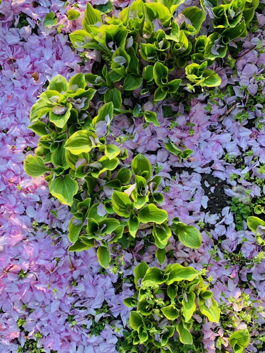 IMG_5510.jpg?type=w966