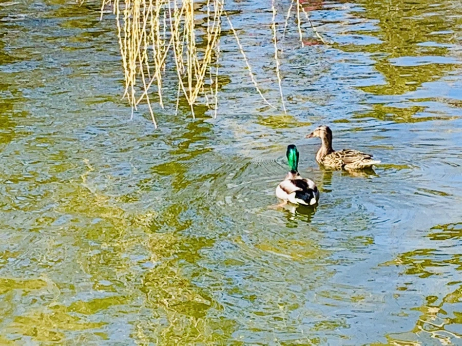 IMG_3100.jpg?type=w966