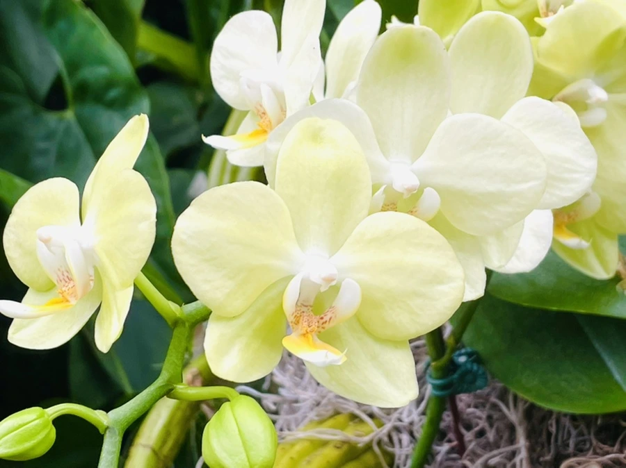 IMG_1333.jpg?type=w966