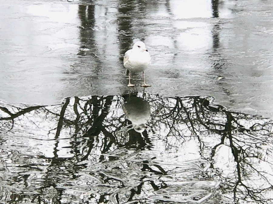 IMG_9005.jpg?type=w966