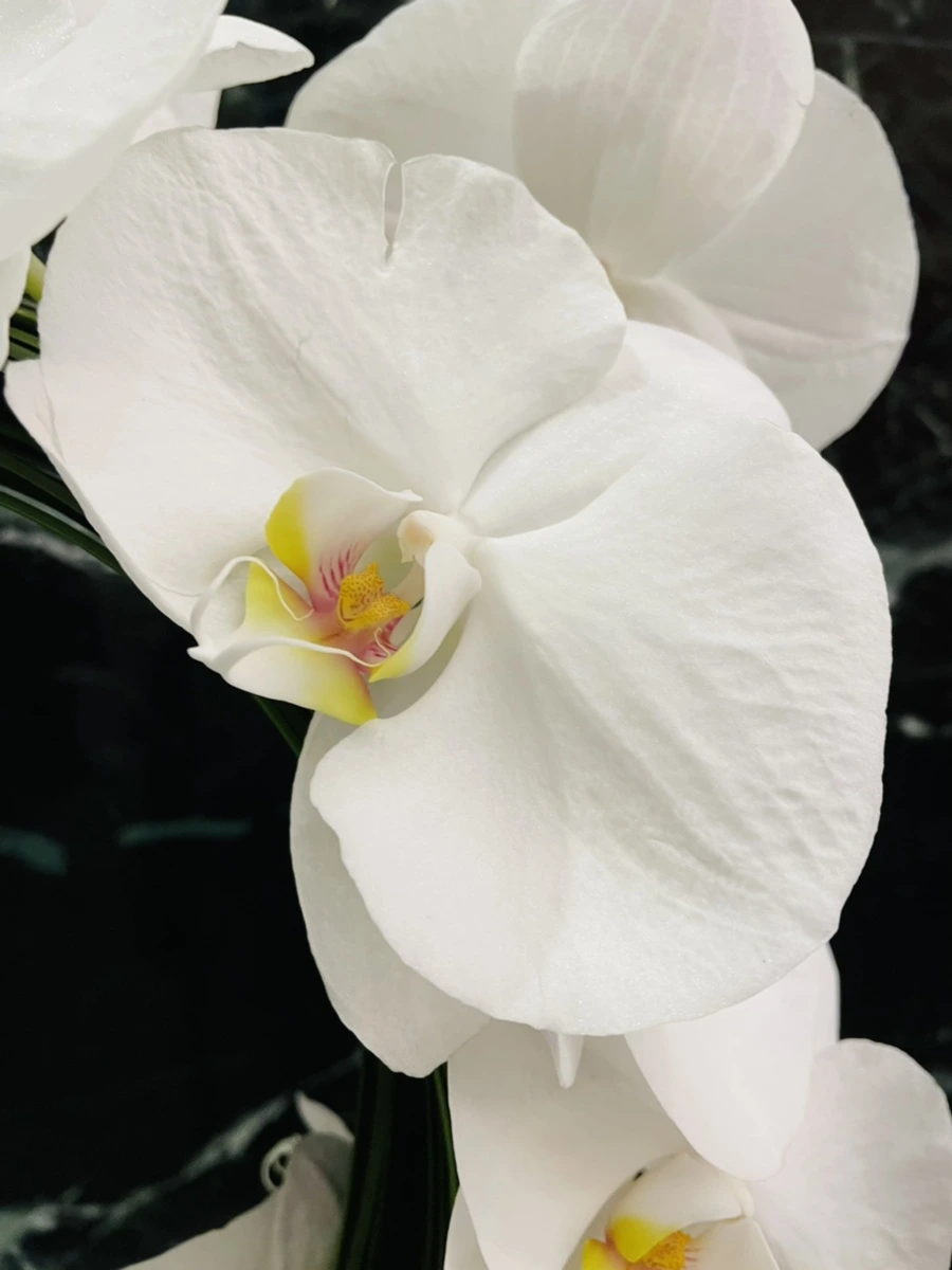 IMG_3851.jpg?type=w966