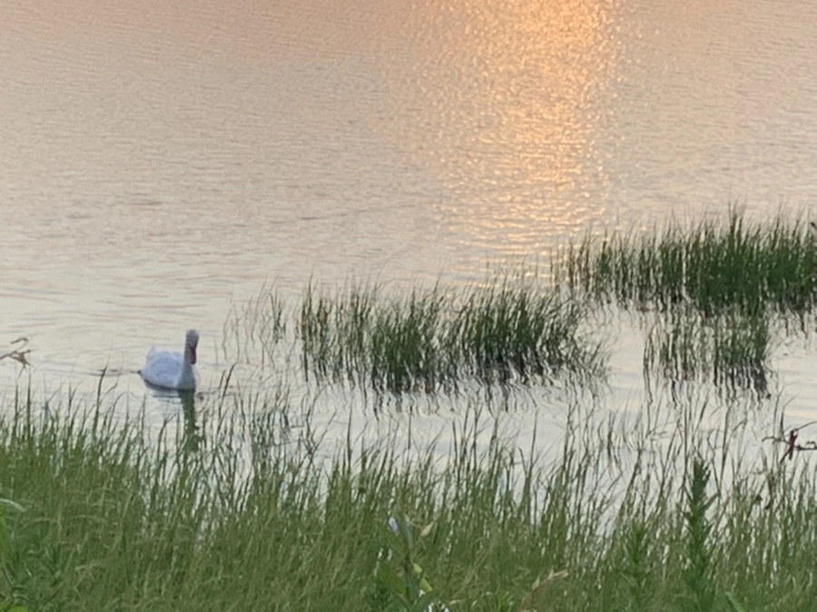 IMG_4749.jpg?type=w966